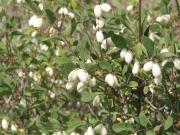 snowberry (Symphoricarpos oreophilus)
