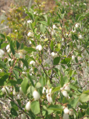 snowberry (Symphoricarpos oreophilus)