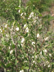 snowberry (Symphoricarpos oreophilus)