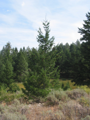 Douglas fir (Pseudotsuga menziesii)
