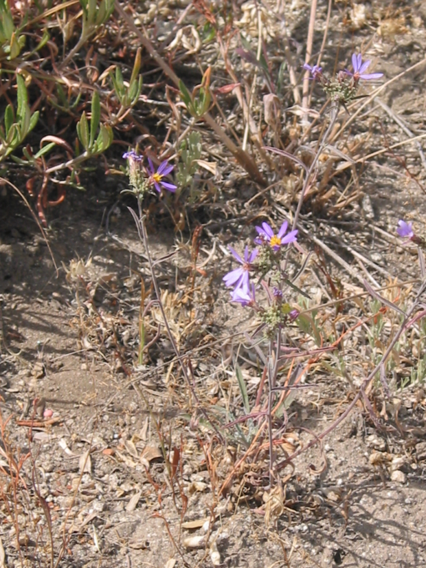 tall purple aster, hoary aster, hoary tansyaster (Machaeranthera canescens)