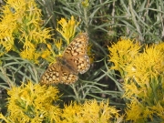 Butterfly on rabbitbrush, rubber rabbitbrush (Ericameria nauseosa)
