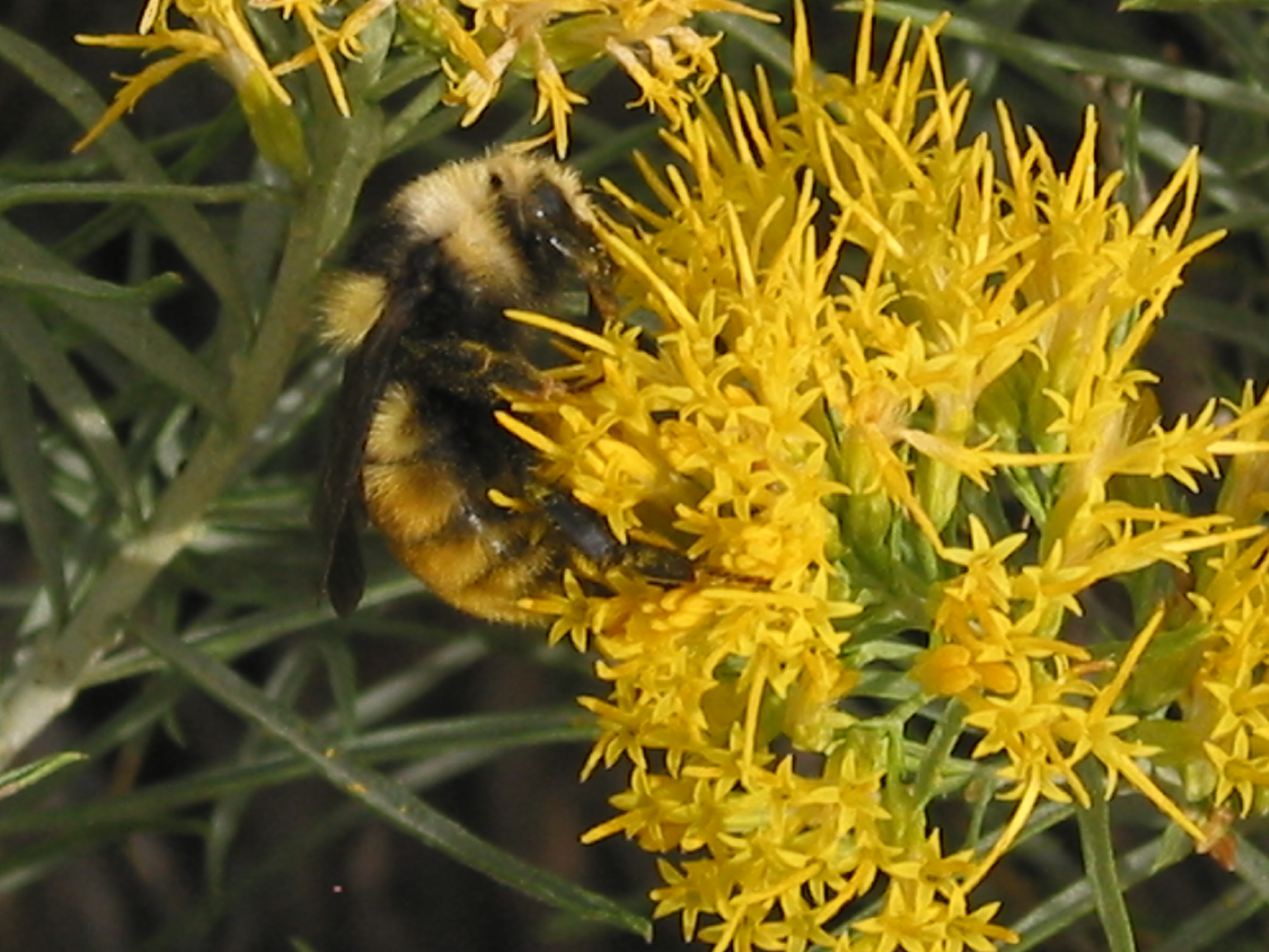 Bumblebee on rabbitbrush, rubber rabbitbrush (Ericameria nauseosa)
