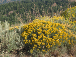 gray rabbitbrush, rubber rabbitbrush, gray rabbit brush, rubber rabbit brush (Ericameria nauseosa)
