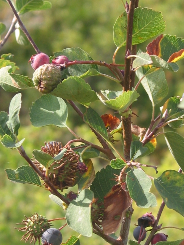 Serviceberry (Amelanchier alnifolia)