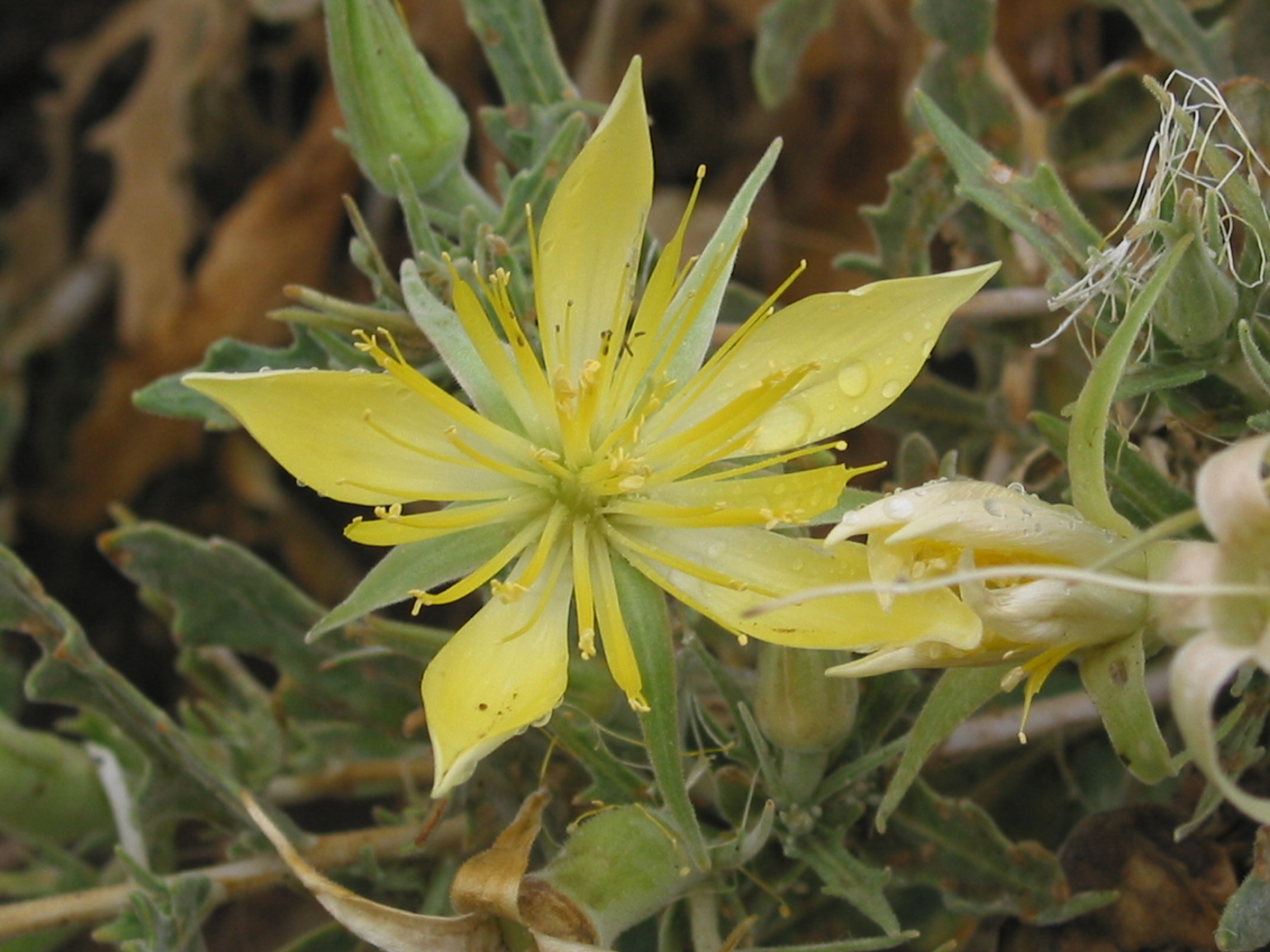 blazing star (Mentzelia laevicaulis)