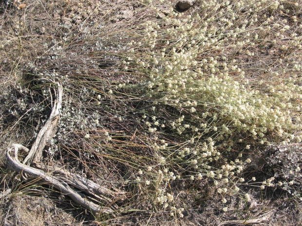 strict buckwheat (Eriogonum strictum)
