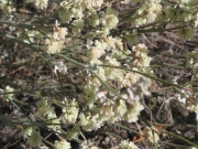 strict buckwheat (Eriogonum strictum)