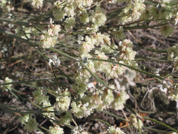 strict buckwheat (Eriogonum strictum)