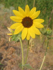 Sunflower (Helianthus annuus)
