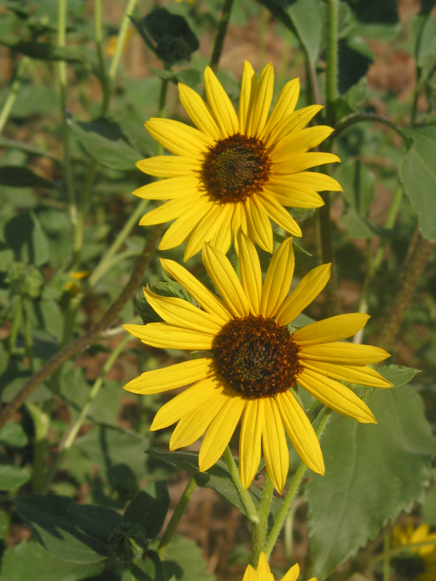 Sunflower (Helianthus annuus)
