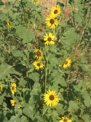 Sunflower (Helianthus annuus)
