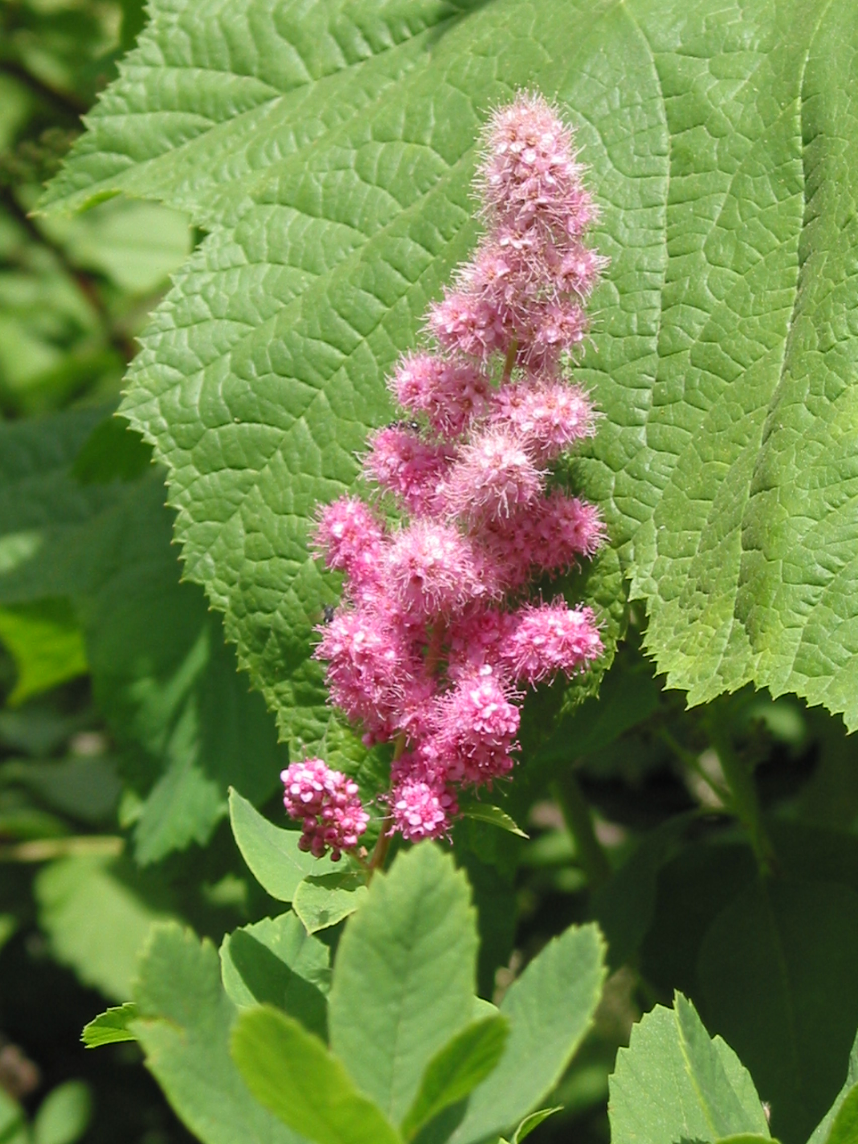 Douglas Spirea (Spiraea douglasii)