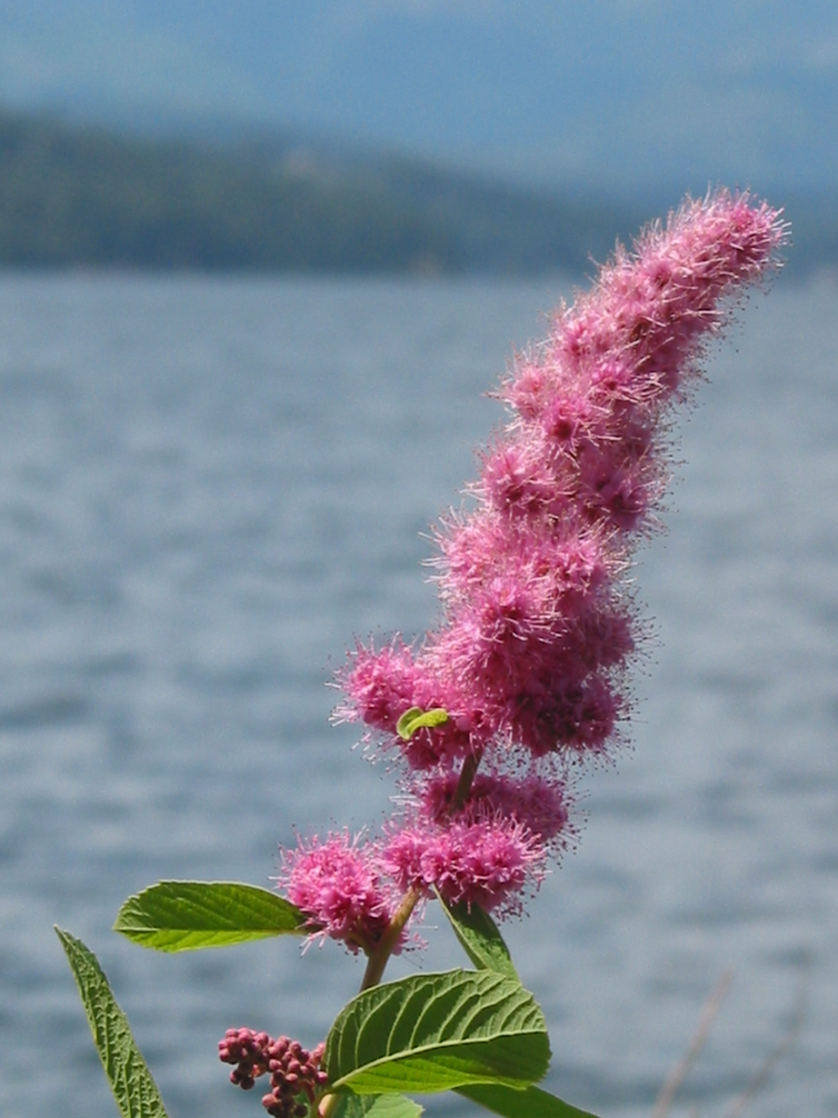 Douglas Spirea (Spiraea douglasii)