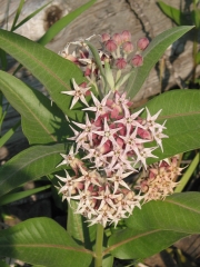showy milkweed (Asclepias speciosa)
