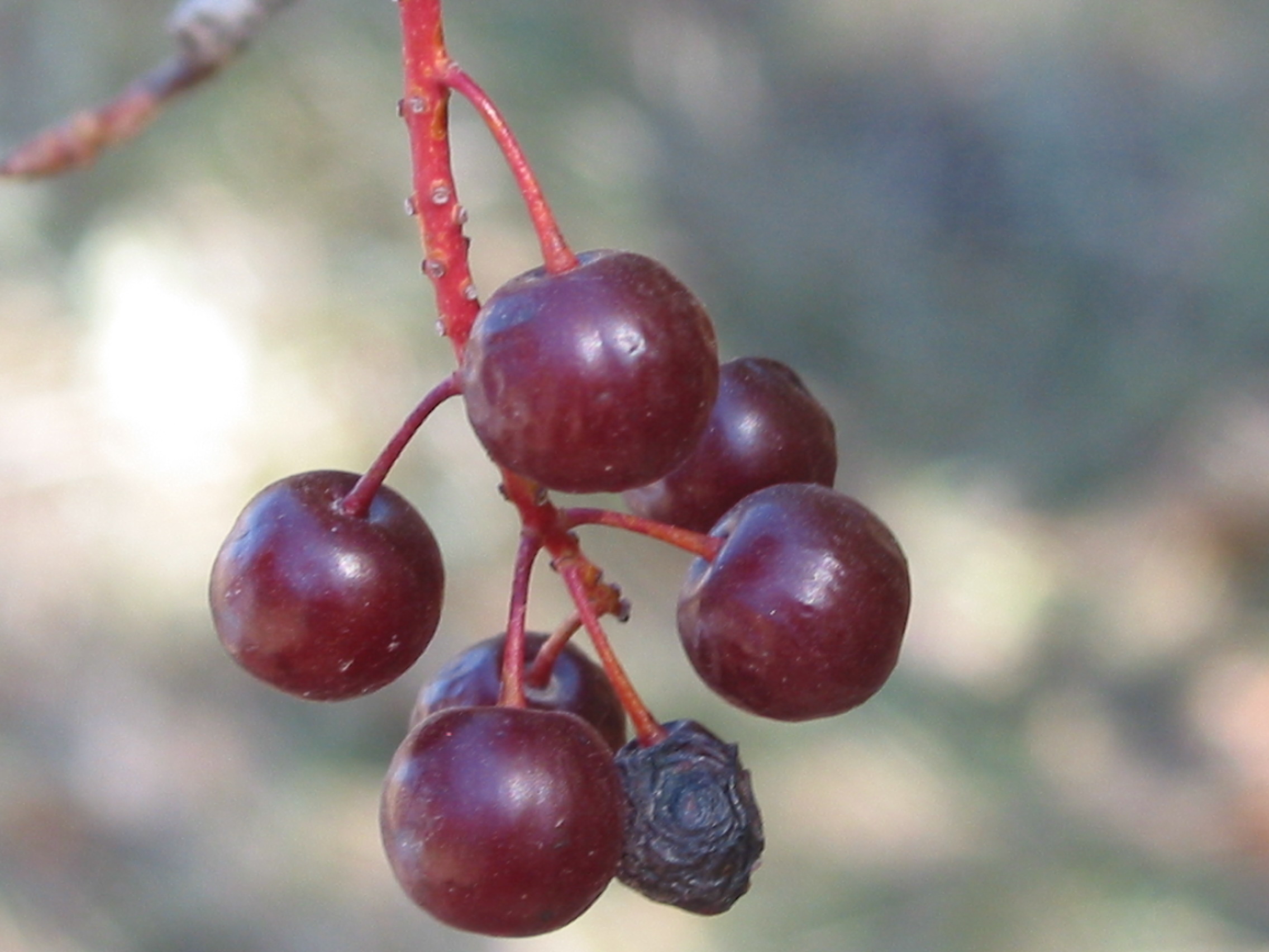 common chokecherry (Prunus virginiana)