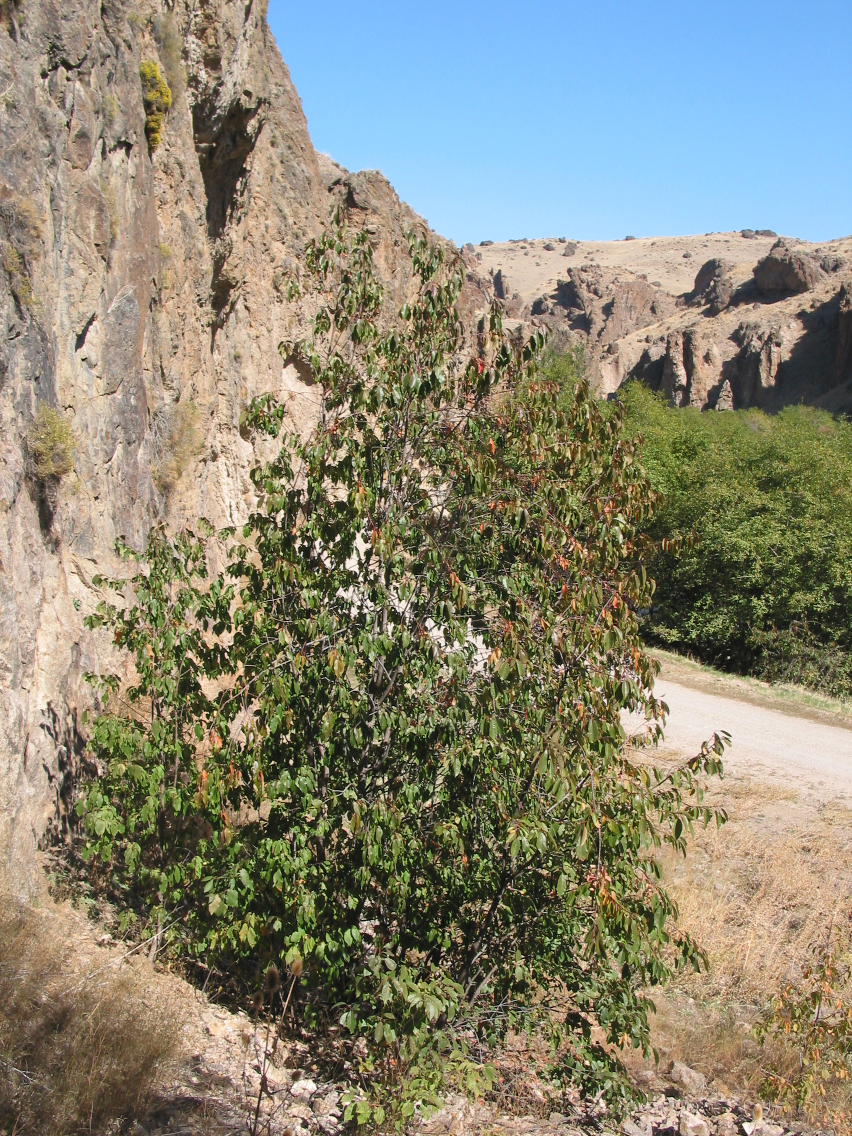 common chokecherry (Prunus virginiana)