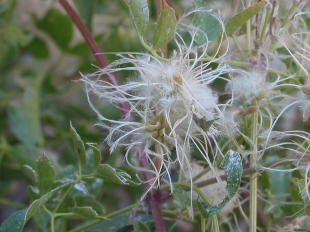 blue clematis (Clematis columbiana)