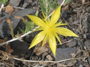 blazing star (Mentzelia laevicaulis)
