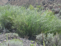 coyote willow (Salix exigua)
