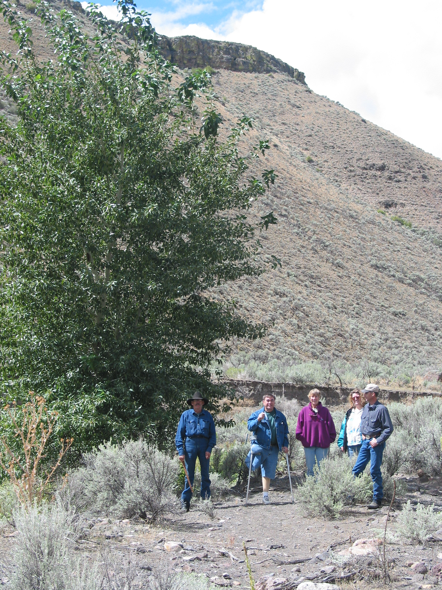 black cottonwood (Populus trichocarpa)
