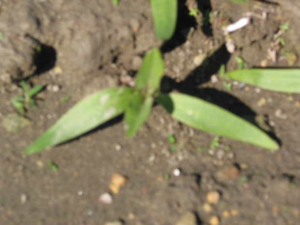 common cockleburr (Xanthium strumarium)
