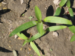 common cockleburr (Xanthium strumarium)
