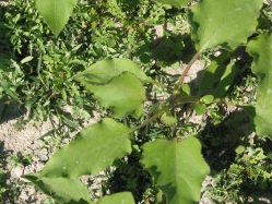 common cockleburr (Xanthium strumarium)

