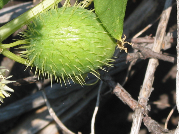 wild cucumber (Echinocystis lobata)