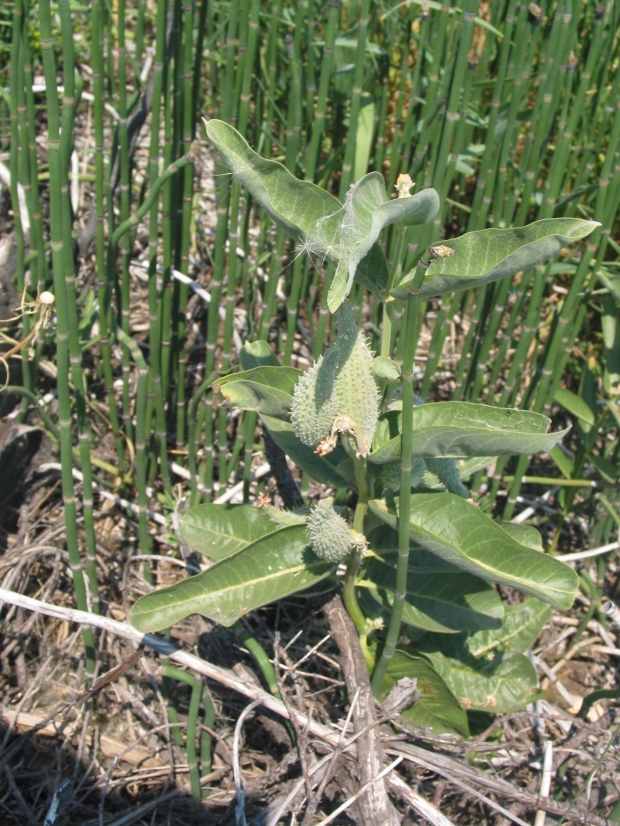 showy milkweed (Asclepias speciosa)

