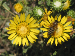 curlycup gumweed (Grindelia squarrosa) 
