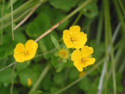 buttercup (Ranunculus sp)