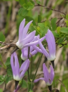 Jeffrey's shooting star (Dodecatheon jeffreyi)
<p>