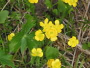 buttercup (Ranunculus sp)
