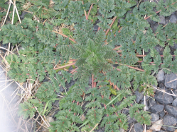 storksbill, filaree (Erodium cicutarium)
