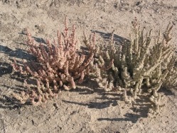 Halogeton (Halogeton glomeratus)