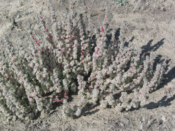 Halogeton (Halogeton glomeratus)