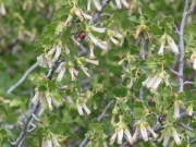 Wax Currant (Ribes cereum)