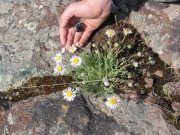 Wooly Daisy (Erigeron divergens)