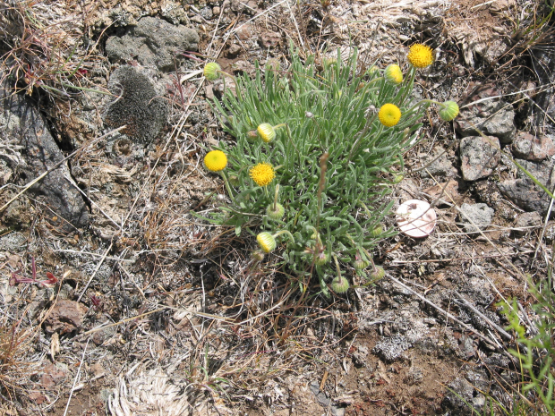 basin rayless daisy, rayless fleabane (Erigeron concinnus var. aphanactis)
