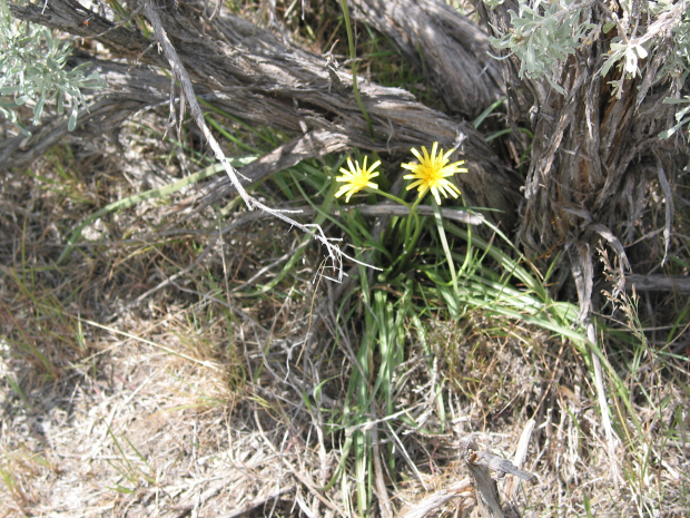 short-beaked agroseris, false dandelion (Agoseris glauca)
