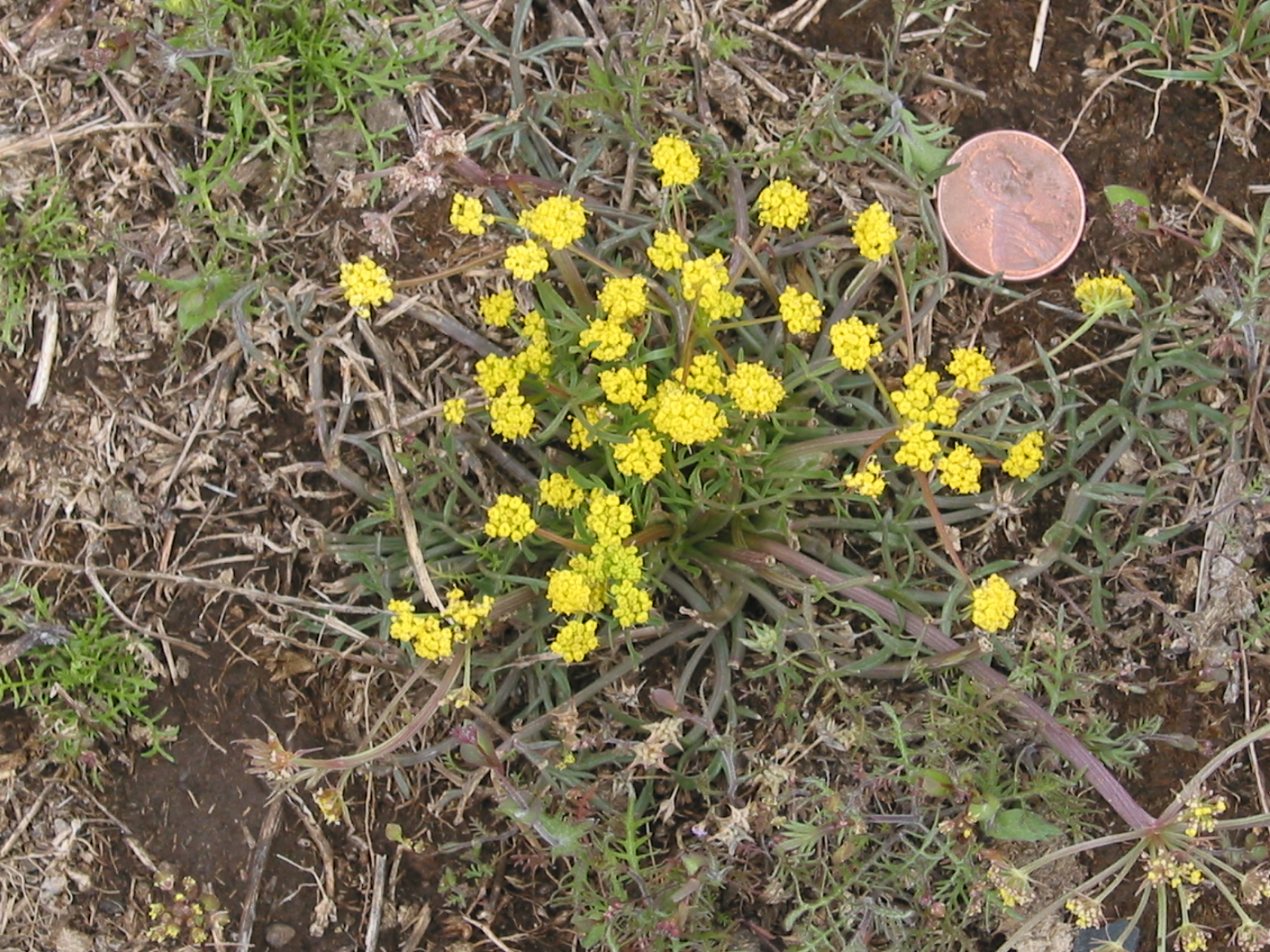Nine-leaved Desert Parsley (Lomatium triternatum)