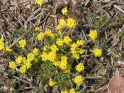 Nine-leaved Desert Parsley (Lomatium triternatum)