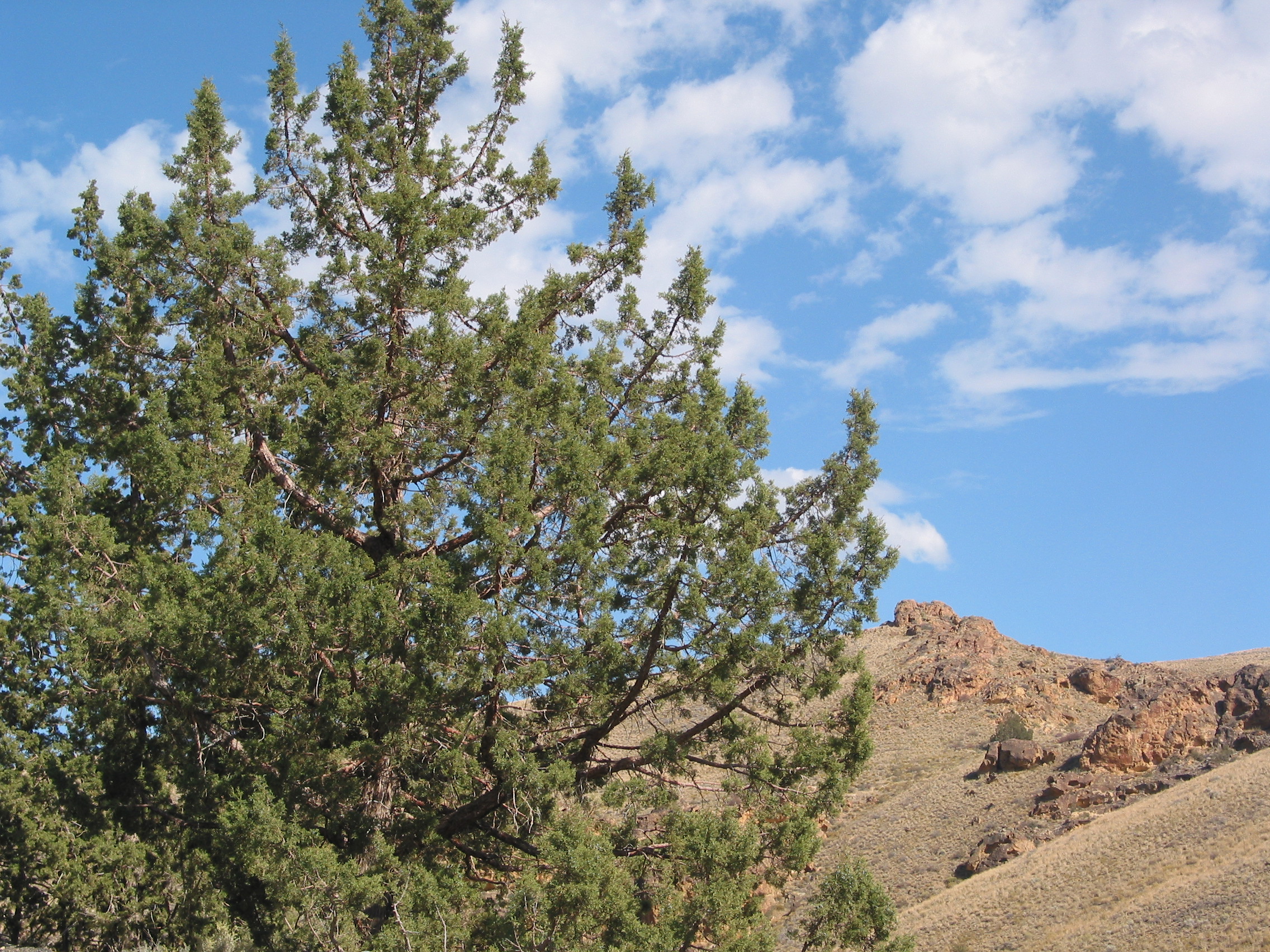 Western Juniper (Juniperus occidentalis)