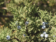 Western Juniper (Juniperus occidentalis)