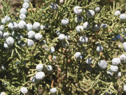 Western Juniper (Juniperus occidentalis)