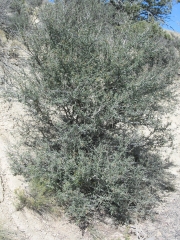 curlleaf mountain-mahogany (Cercocarpus ledifolius)
