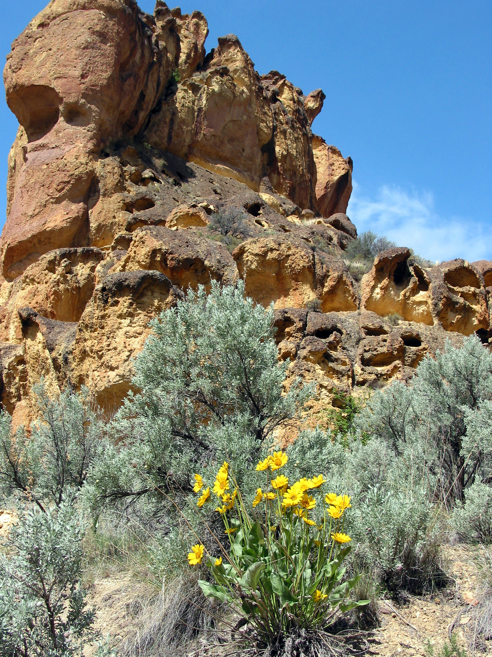 Arrowleaf Balsamroot (Balsamorhiza sagittata)