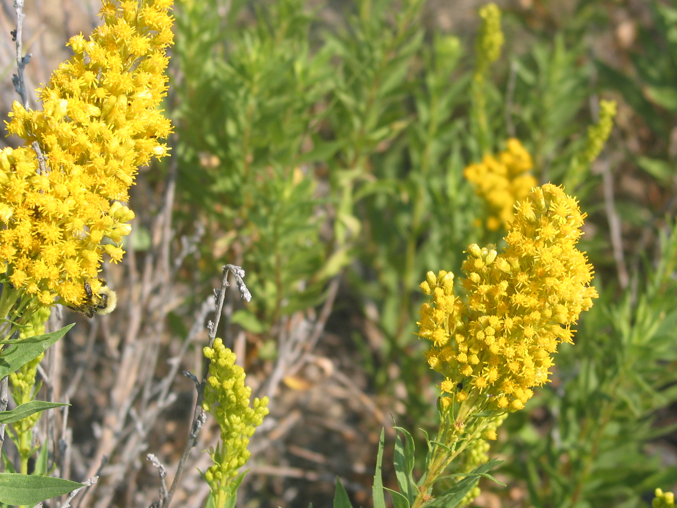 Canada goldenrod (Solidago canadensis)