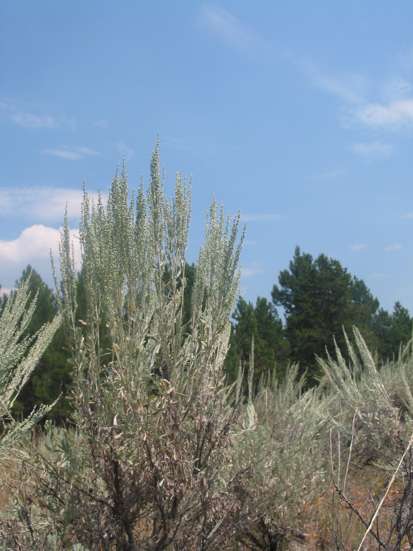 big sage, sagebrush, big sagebrush (Artemisia tridentata)
